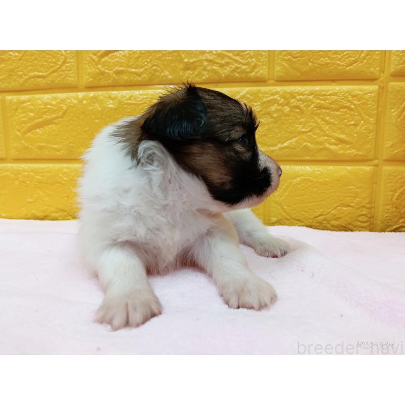 販売中の千葉県のパピヨン-423094の10枚目