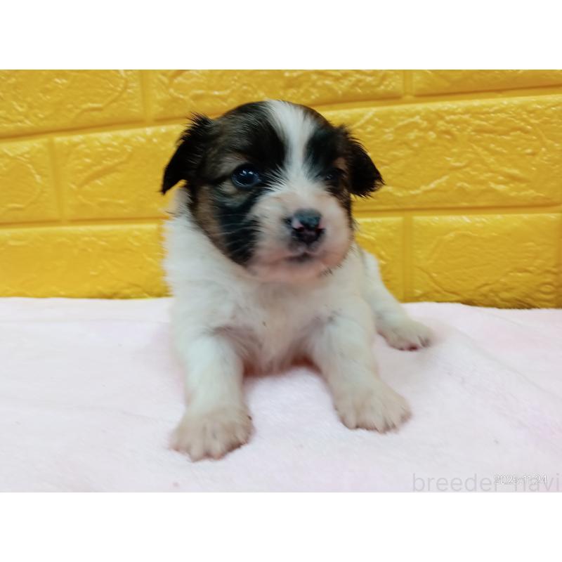 販売中の千葉県のパピヨン-423094の9枚目