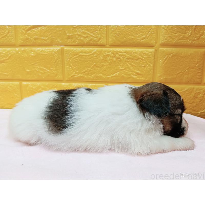 販売中の千葉県のパピヨン-423094の8枚目