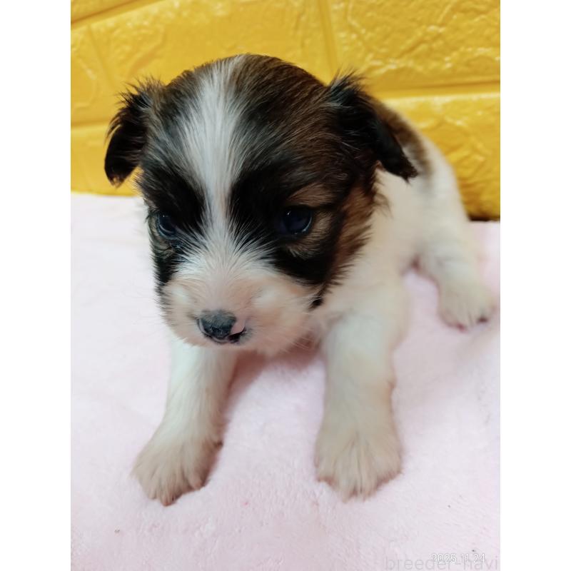 販売中の千葉県のパピヨン-423094の7枚目