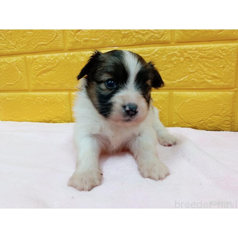 販売中の千葉県のパピヨン-423094の6枚目