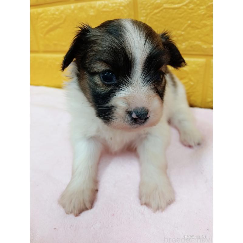 販売中の千葉県のパピヨン-423094の5枚目