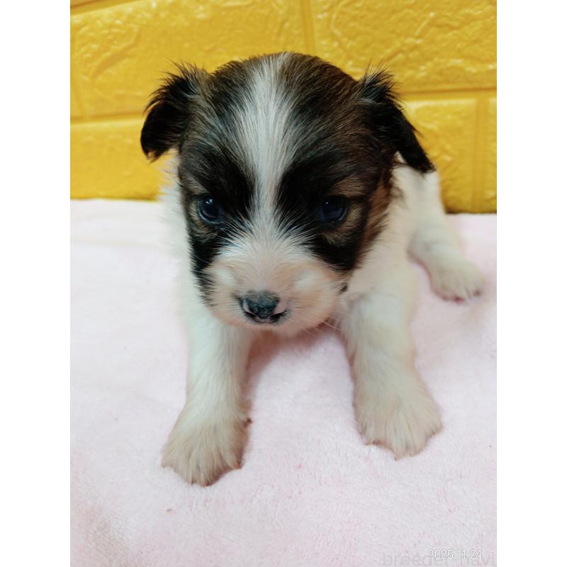 販売中の千葉県のパピヨン-423094の4枚目