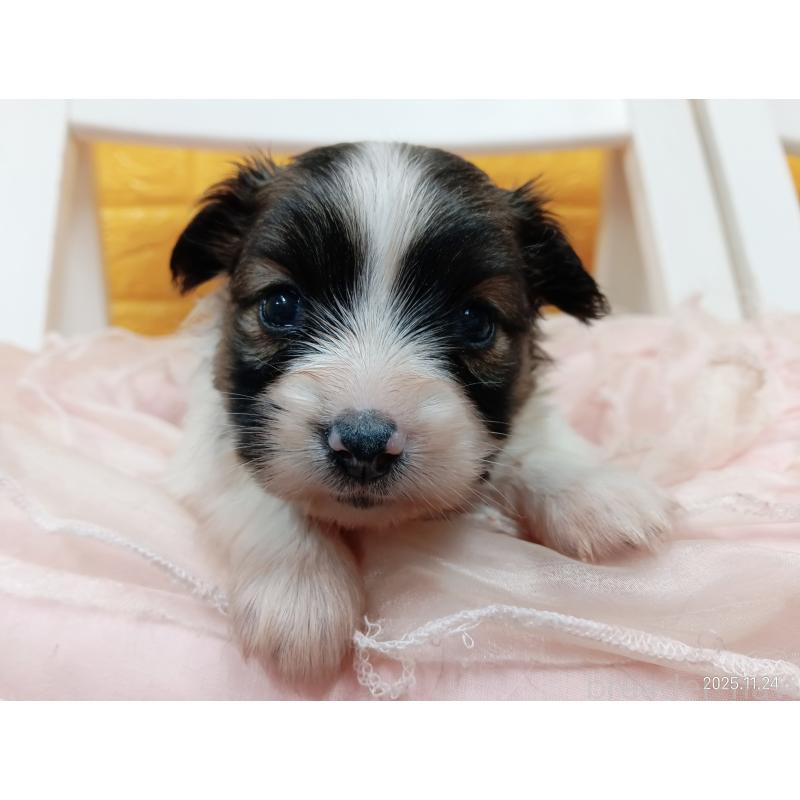 販売中の千葉県のパピヨン-423094の3枚目