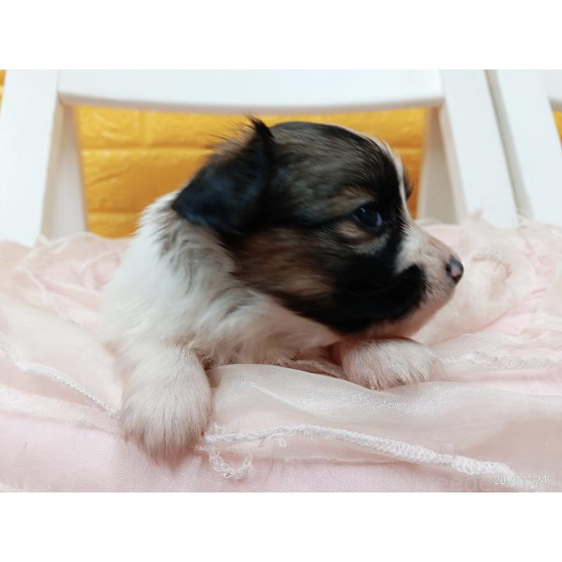 販売中の千葉県のパピヨン-423094の2枚目