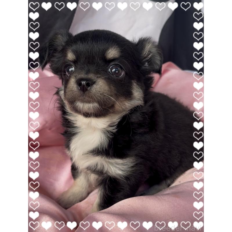 成約済の東京都のチワワ(ロングコート)-428623の4枚目