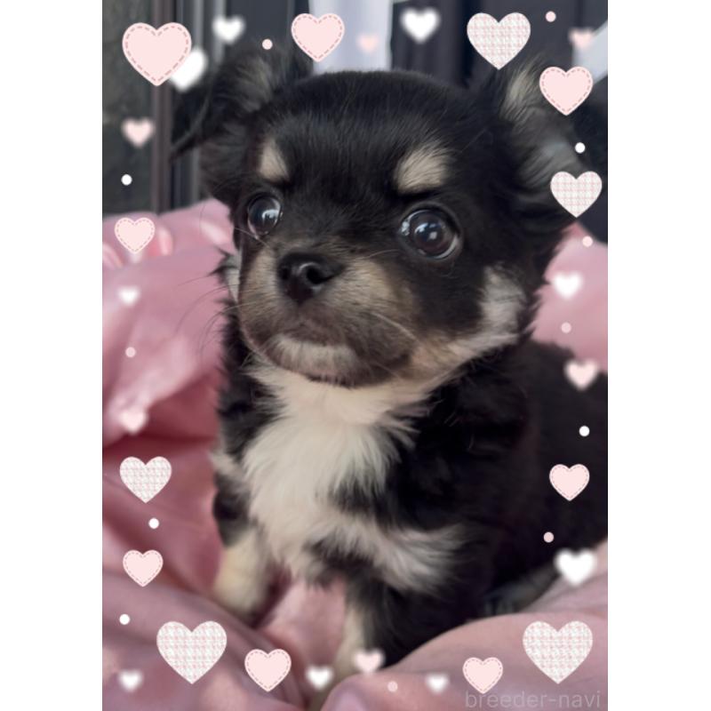 販売中の東京都のチワワ(ロングコート)-428623