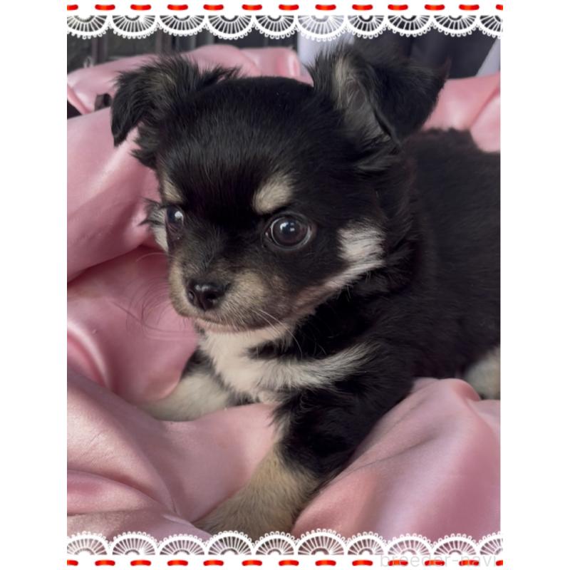 成約済の東京都のチワワ(ロングコート)-428623の3枚目