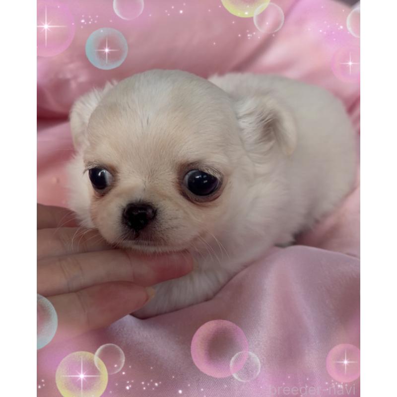 販売中の東京都のチワワ(ロングコート)-428617