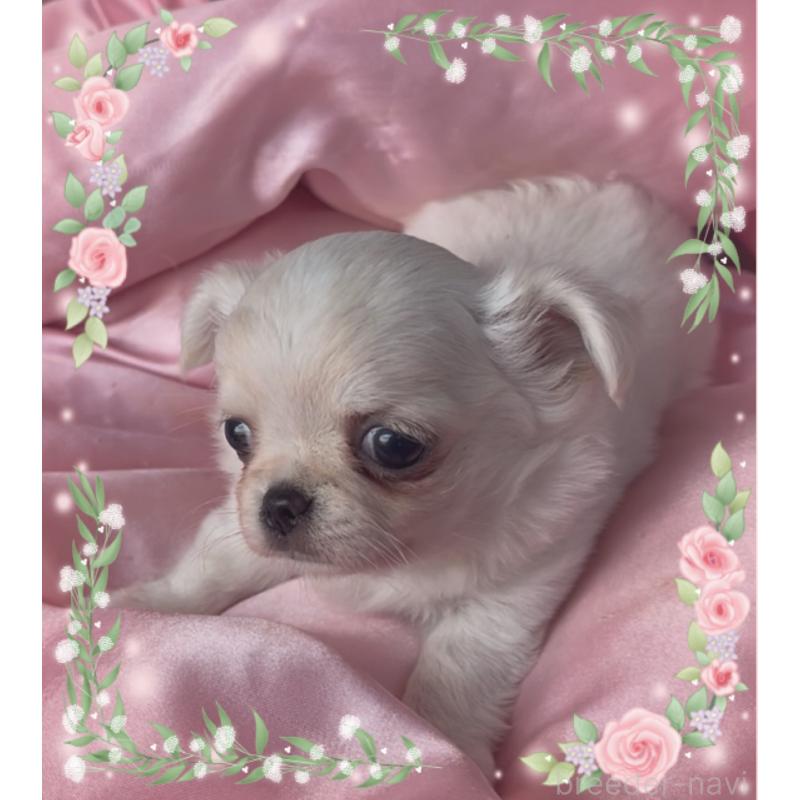 成約済の東京都のチワワ(ロングコート)-428617の5枚目