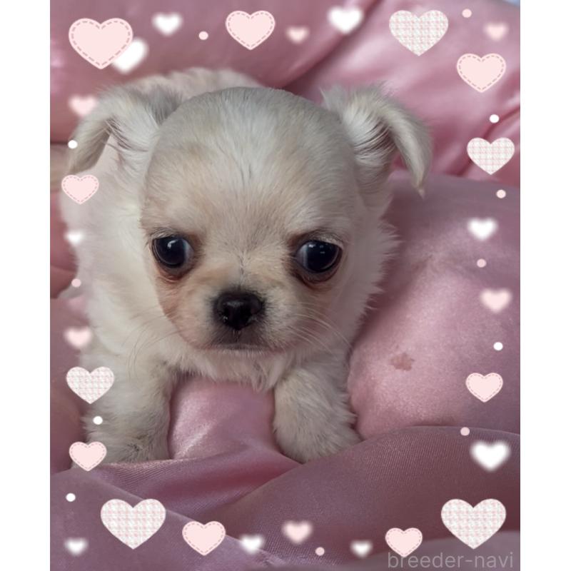 成約済の東京都のチワワ(ロングコート)-428617の4枚目