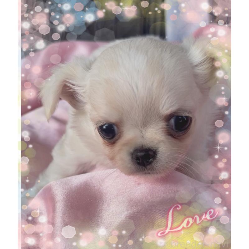 成約済の東京都のチワワ(ロングコート)-428617の2枚目