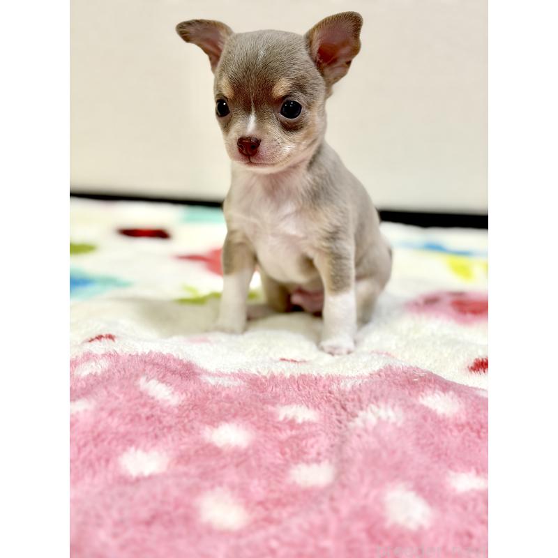 販売中の愛知県のチワワ(スムースコート)-432065の6枚目