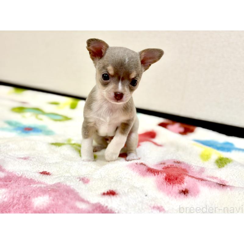 販売中の愛知県のチワワ(スムースコート)-432065の5枚目