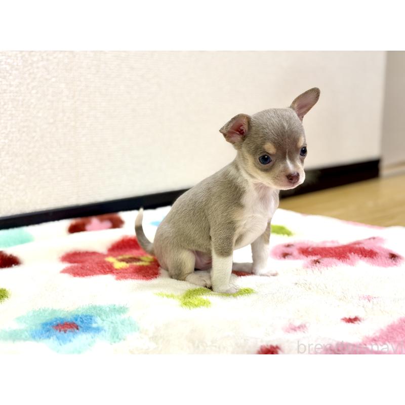 販売中の愛知県のチワワ(スムースコート)-432065の4枚目