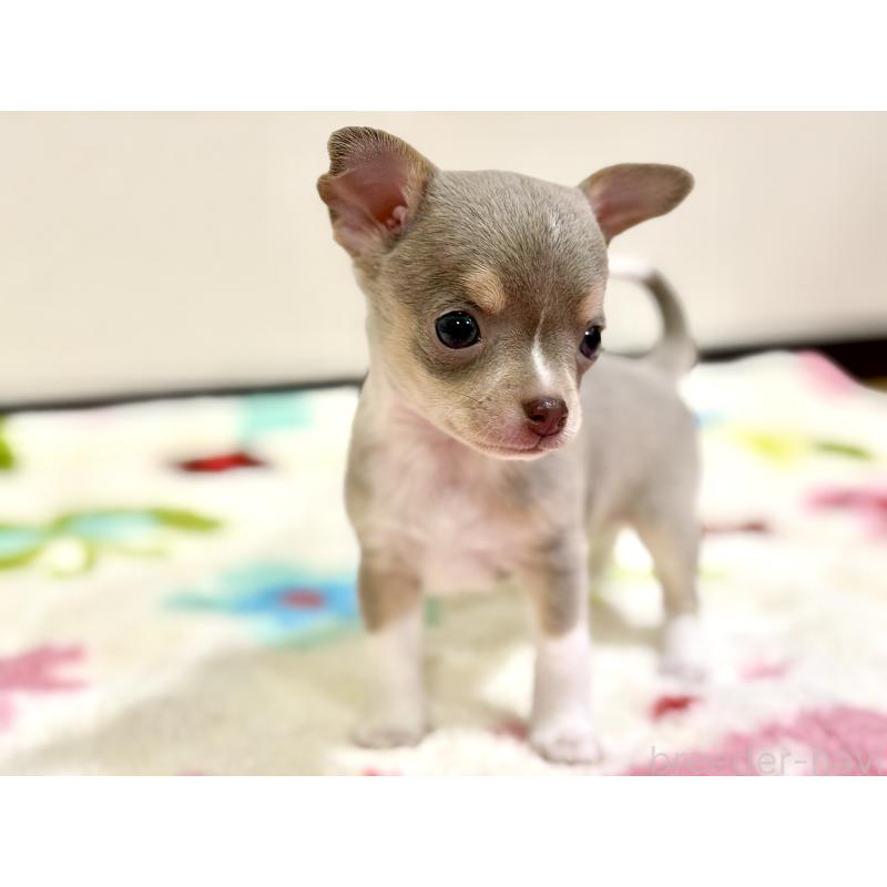 販売中の愛知県のチワワ(スムースコート)-432065の3枚目