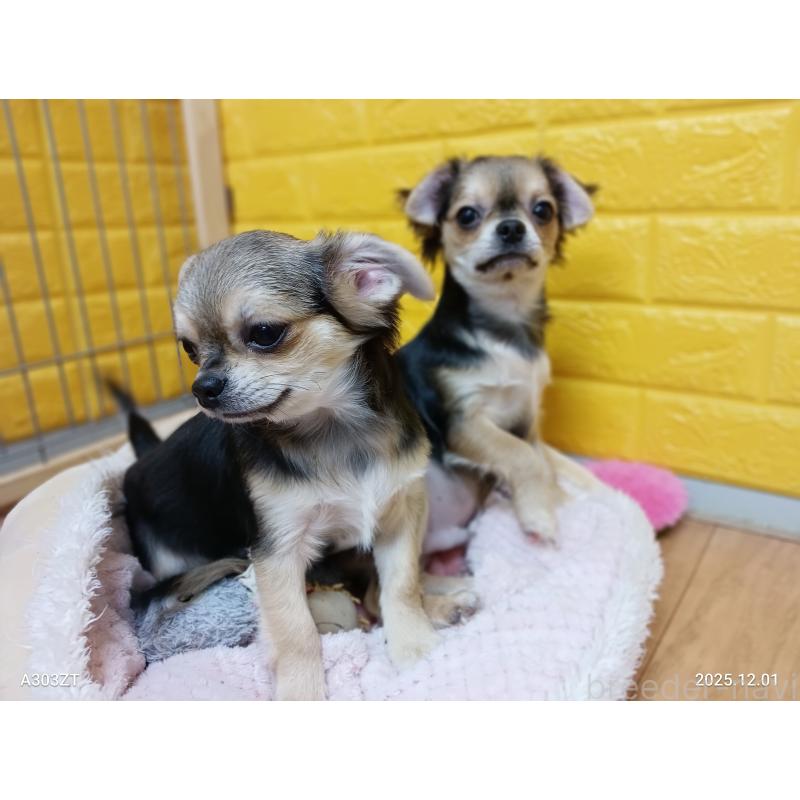 販売中の千葉県のチワワ(ロングコート)-404130の18枚目