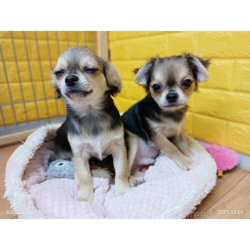 販売中の千葉県のチワワ(ロングコート)-404130の17枚目