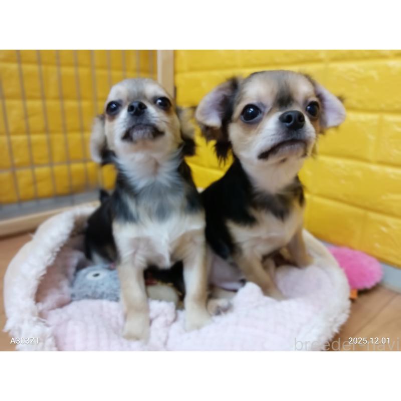 販売中の千葉県のチワワ(ロングコート)-404130の16枚目