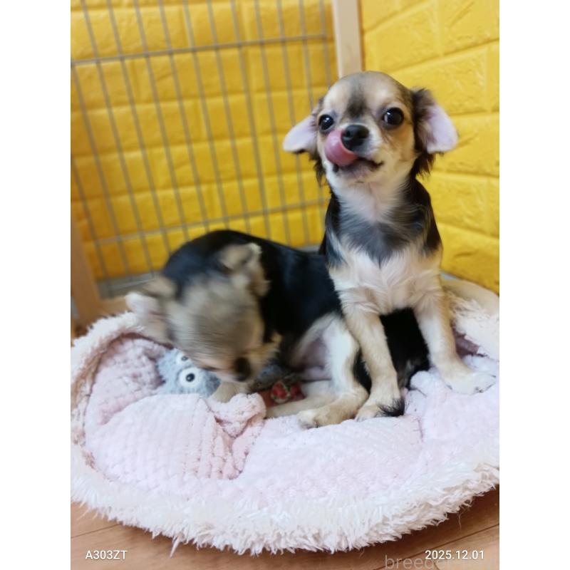 販売中の千葉県のチワワ(ロングコート)-404130の15枚目