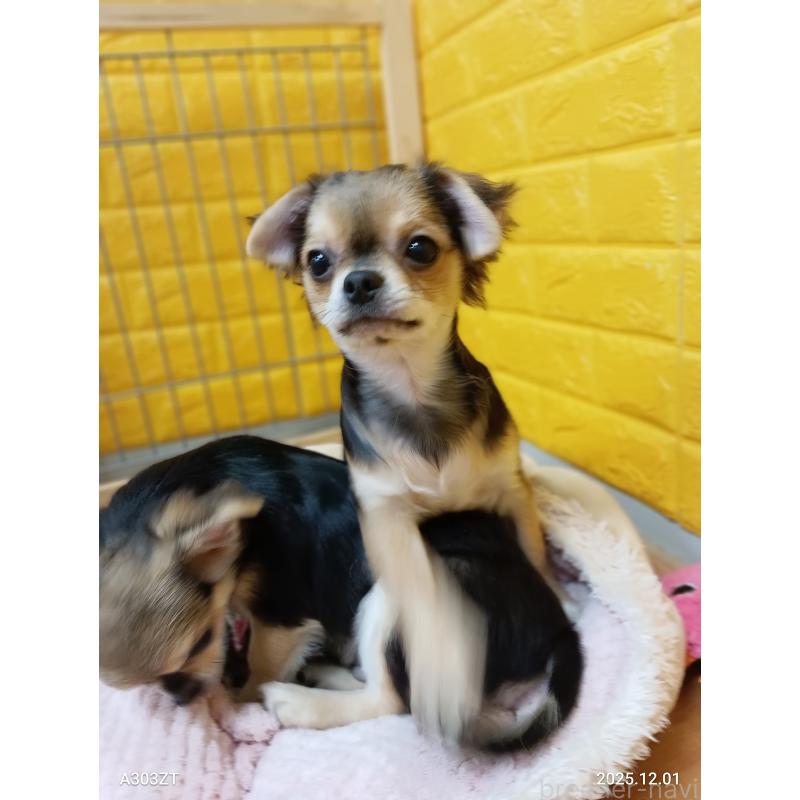 販売中の千葉県のチワワ(ロングコート)-404130の14枚目