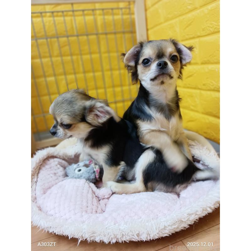 販売中の千葉県のチワワ(ロングコート)-404130の13枚目