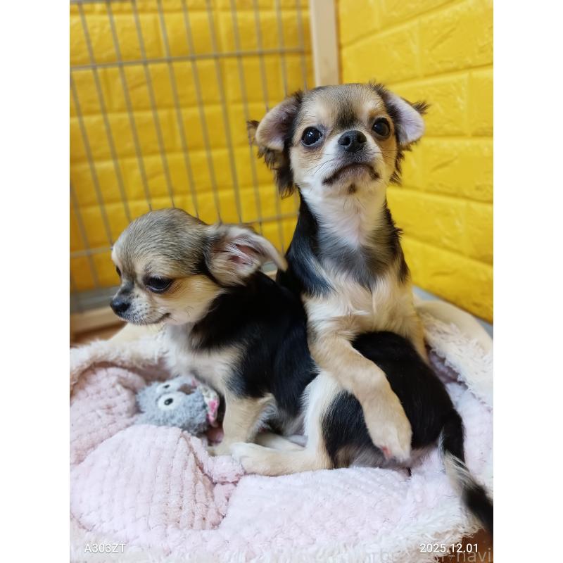 販売中の千葉県のチワワ(ロングコート)-404130の12枚目