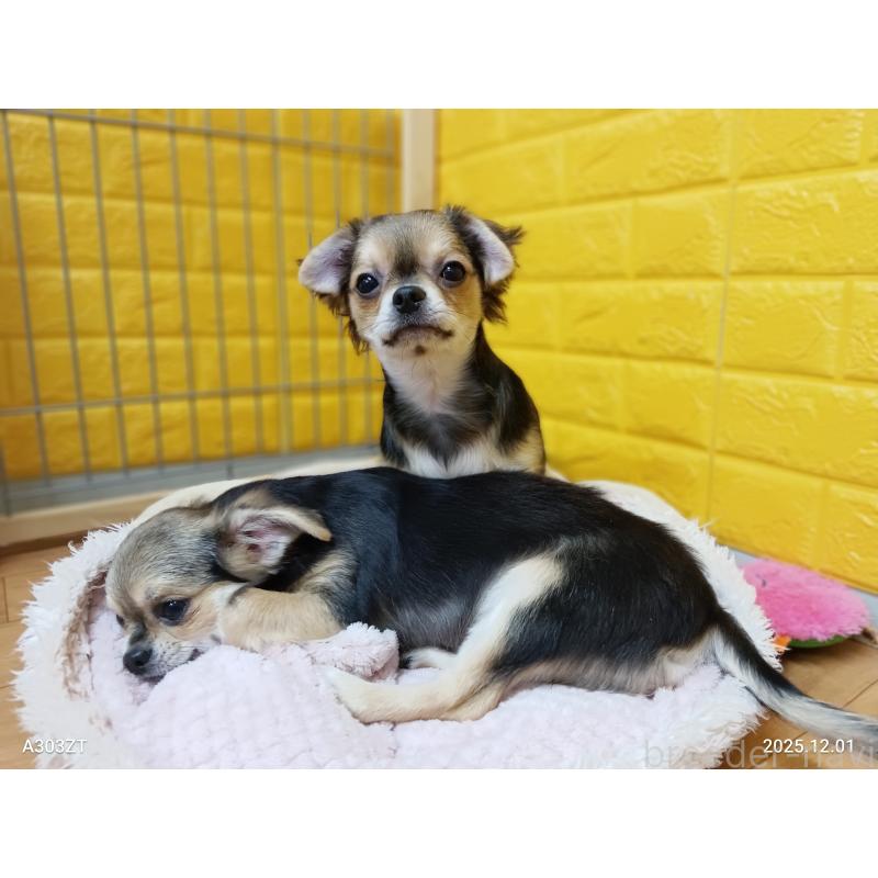 販売中の千葉県のチワワ(ロングコート)-404130の11枚目