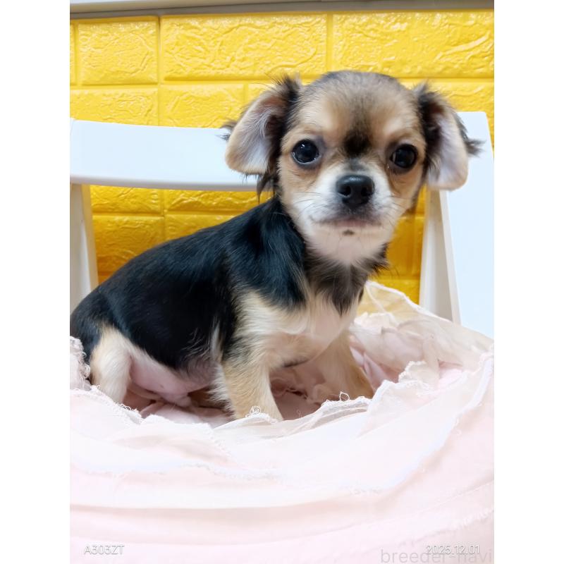 販売中の千葉県のチワワ(ロングコート)-404130の10枚目