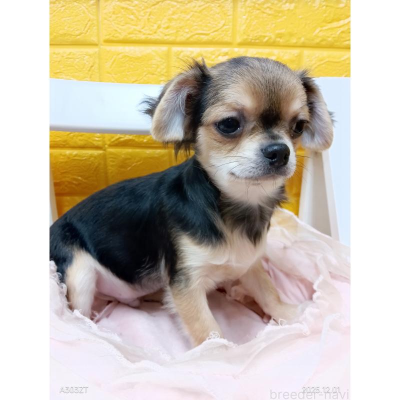 販売中の千葉県のチワワ(ロングコート)-404130の9枚目