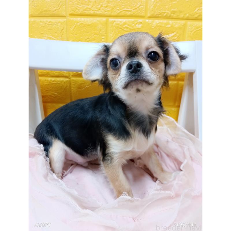 販売中の千葉県のチワワ(ロングコート)-404130の8枚目