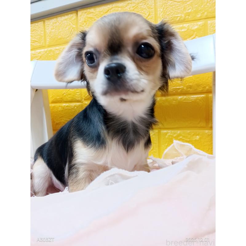 販売中の千葉県のチワワ(ロングコート)-404130の7枚目