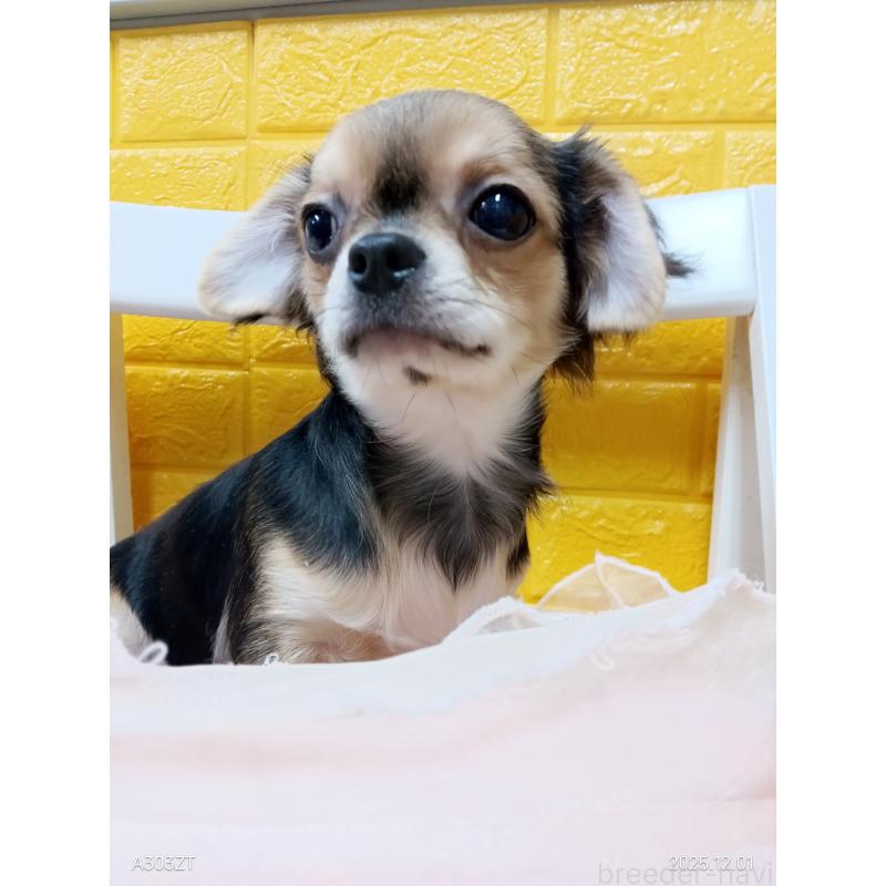 販売中の千葉県のチワワ(ロングコート)-404130の6枚目