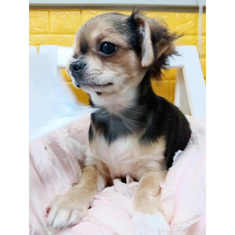 販売中の千葉県のチワワ(ロングコート)-404130の4枚目