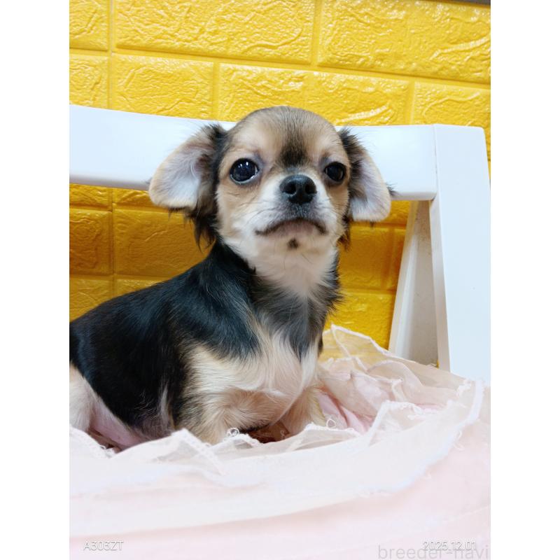 販売中の千葉県のチワワ(ロングコート)-404130の3枚目