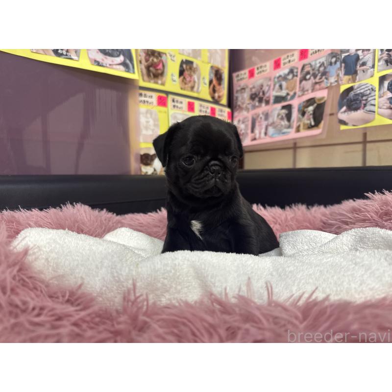 成約済の岐阜県のパグ-425986の5枚目