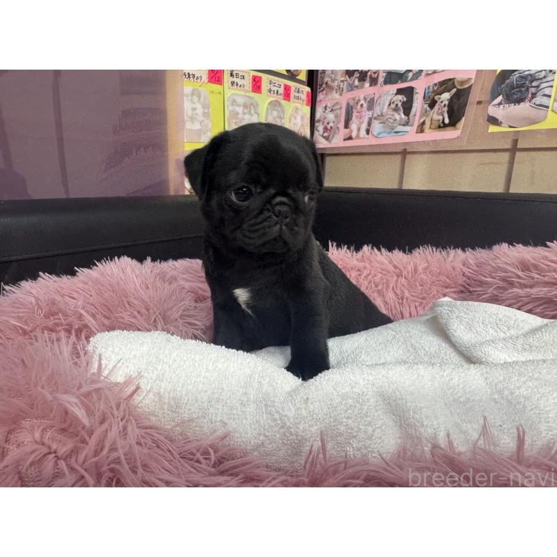 成約済の岐阜県のパグ-425986の4枚目