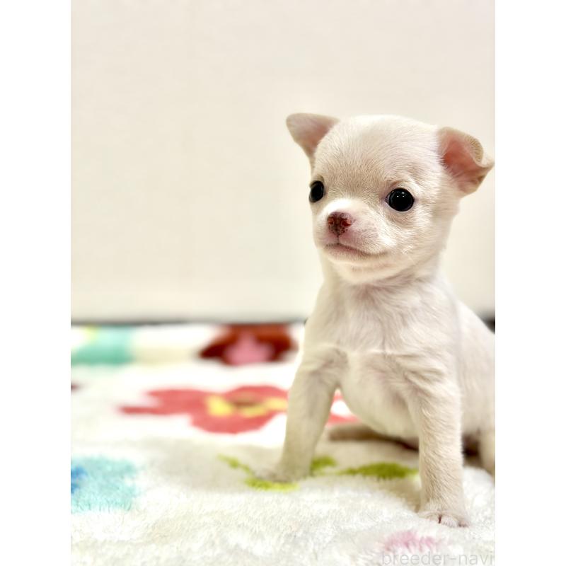 販売中の愛知県のチワワ(スムースコート)-432066の5枚目