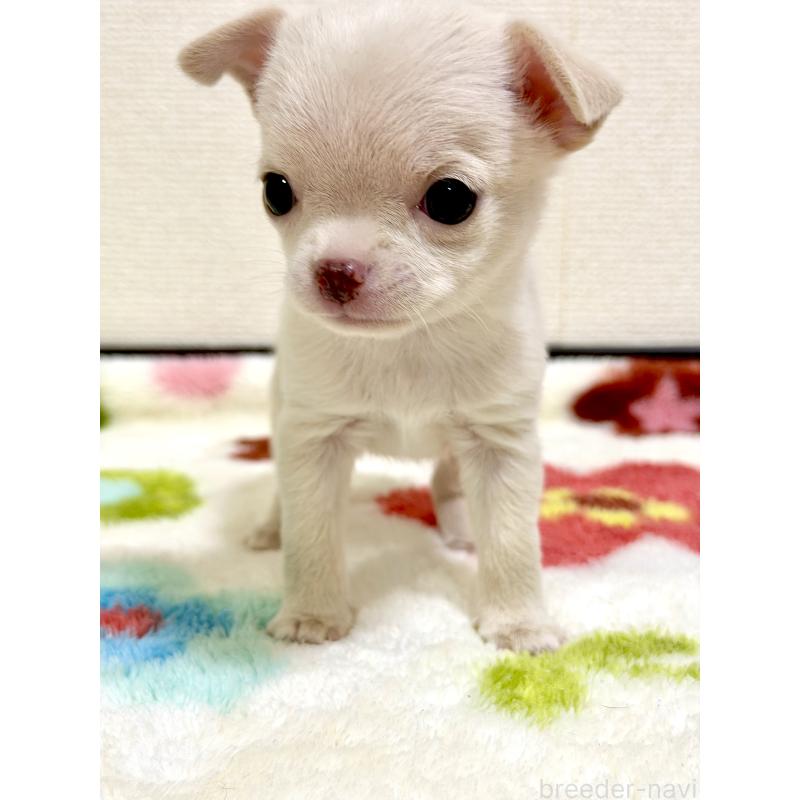 販売中の愛知県のチワワ(スムースコート)-432066の4枚目