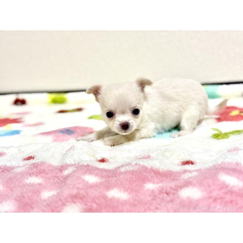 販売中の愛知県のチワワ(スムースコート)-432066の3枚目