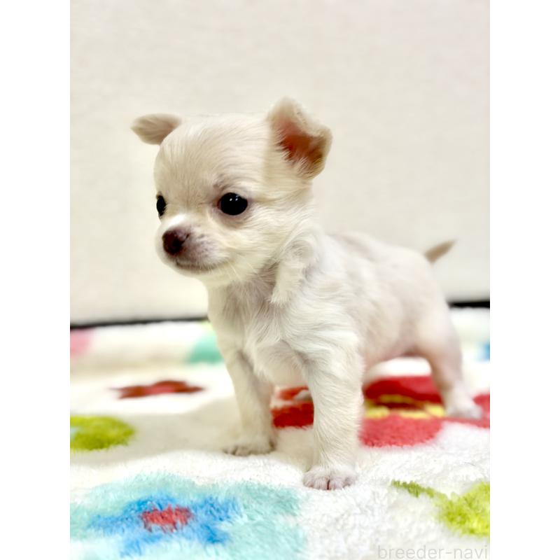 販売中の愛知県のチワワ(スムースコート)-432066の2枚目