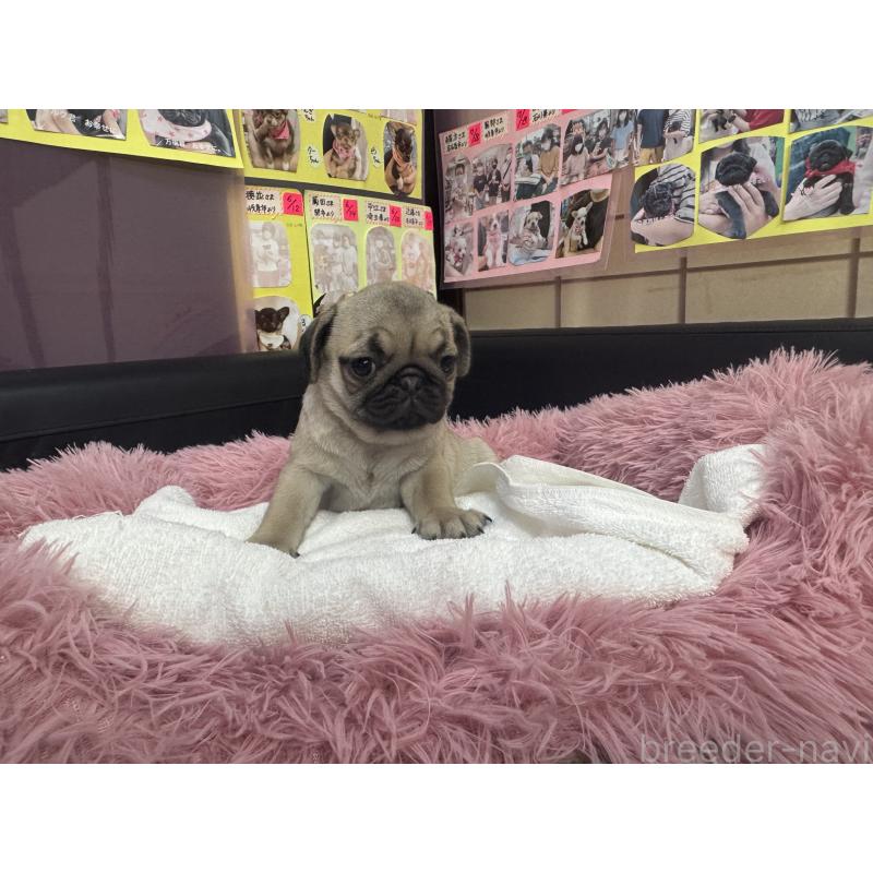 商談中の岐阜県のパグ-425991の7枚目