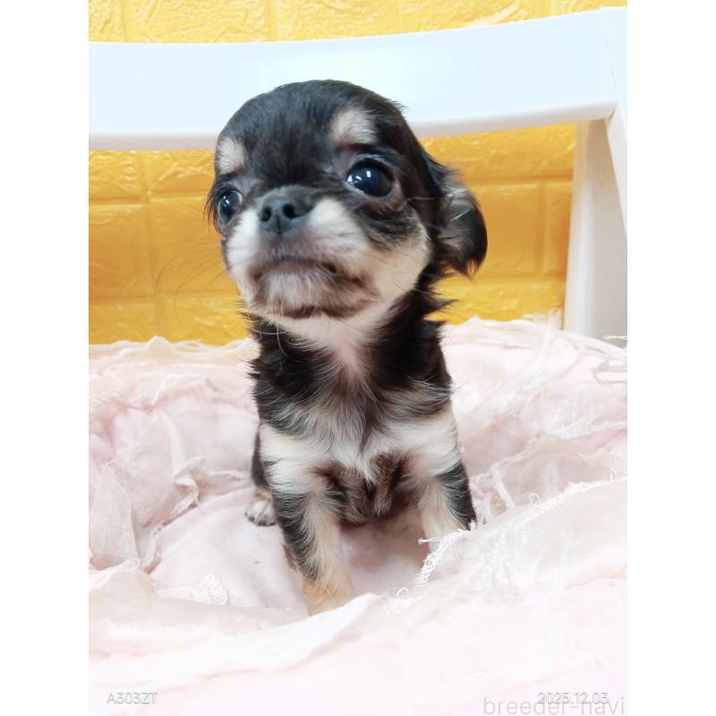 販売中の千葉県のチワワ(ロングコート)-419078の28枚目