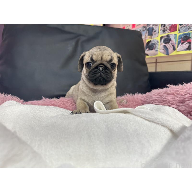 商談中の岐阜県のパグ-425991の5枚目