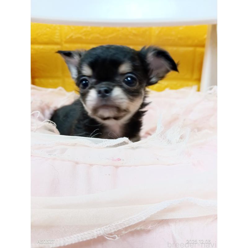 販売中の千葉県のチワワ(ロングコート)-419078の27枚目