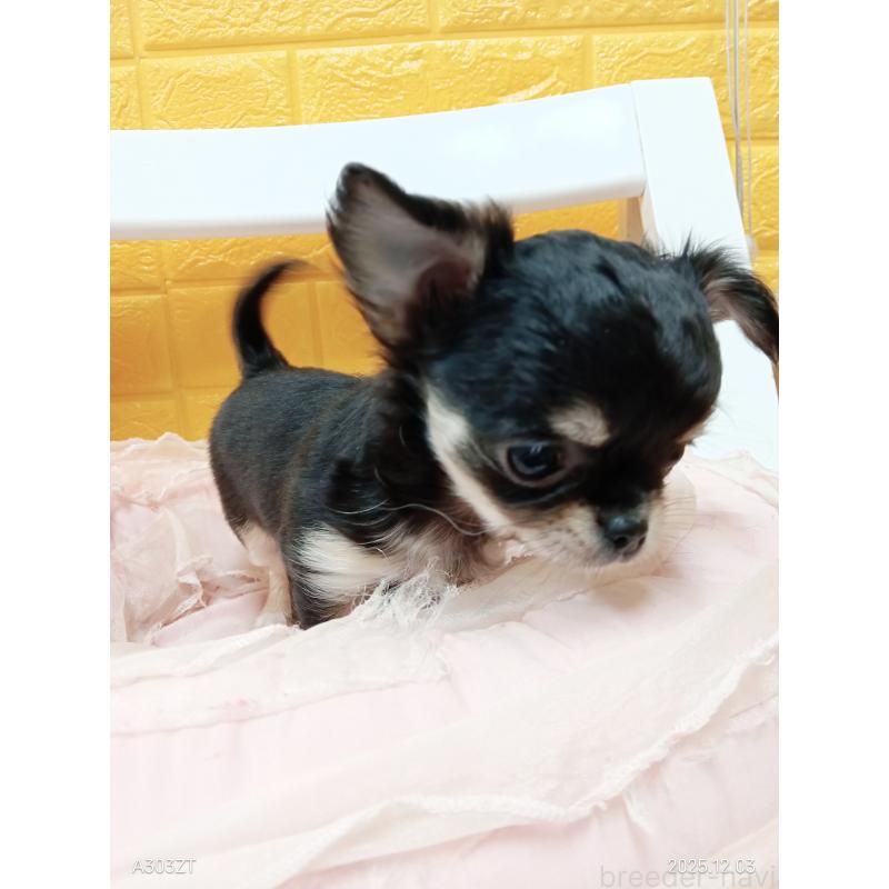 販売中の千葉県のチワワ(ロングコート)-419078の26枚目