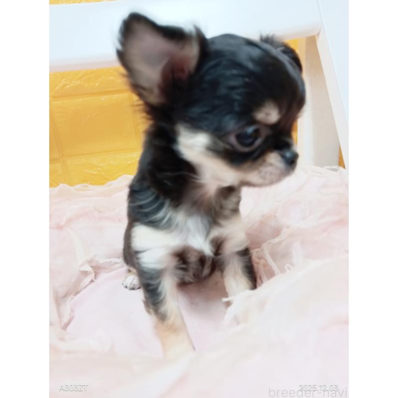 販売中の千葉県のチワワ(ロングコート)-419078の25枚目