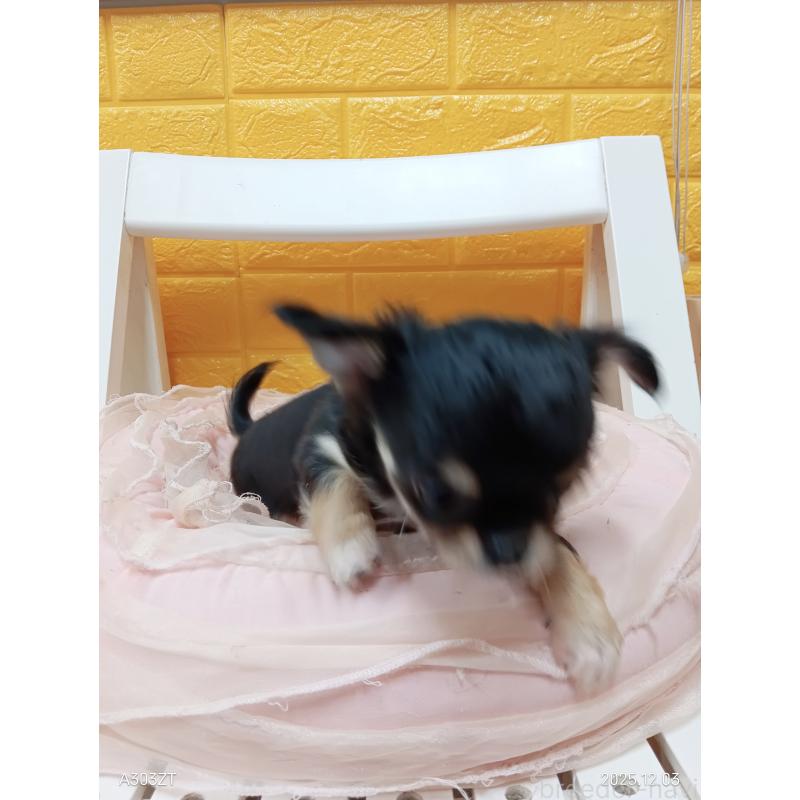 販売中の千葉県のチワワ(ロングコート)-419078の24枚目