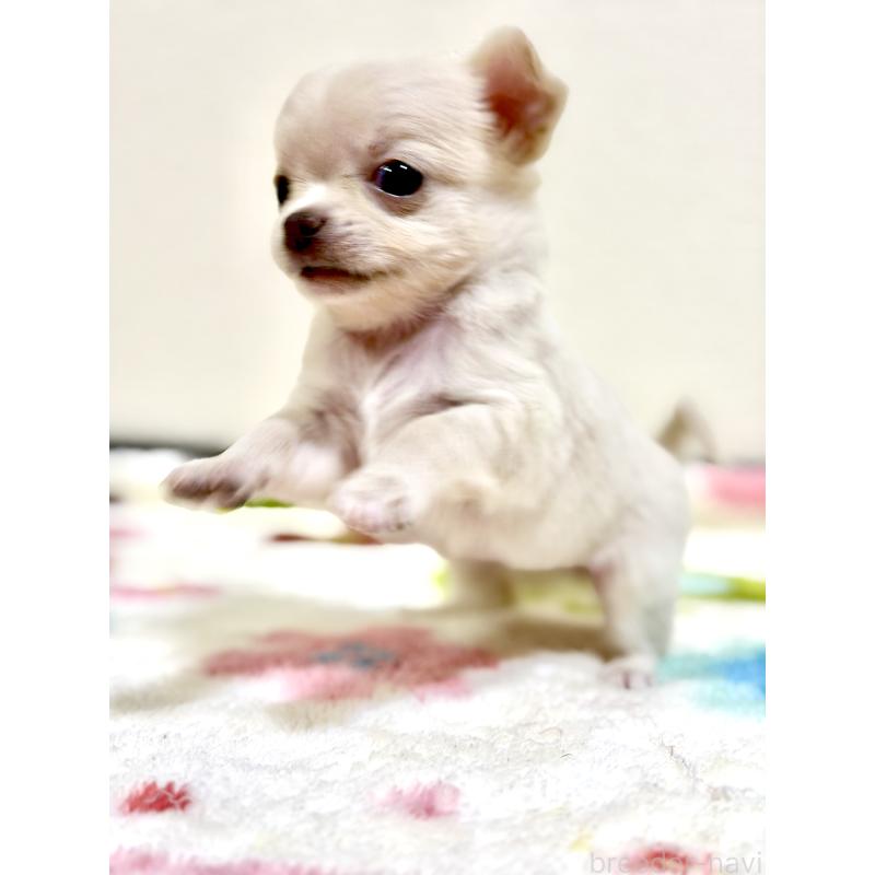 販売中の愛知県のチワワ(スムースコート)-432067の5枚目