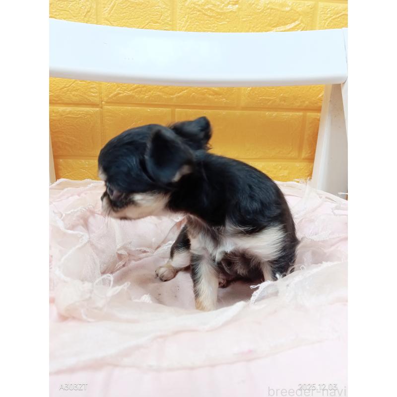 販売中の千葉県のチワワ(ロングコート)-419078の22枚目